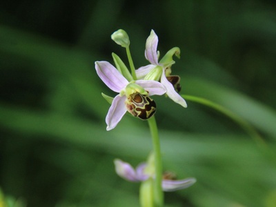 Bee orchid