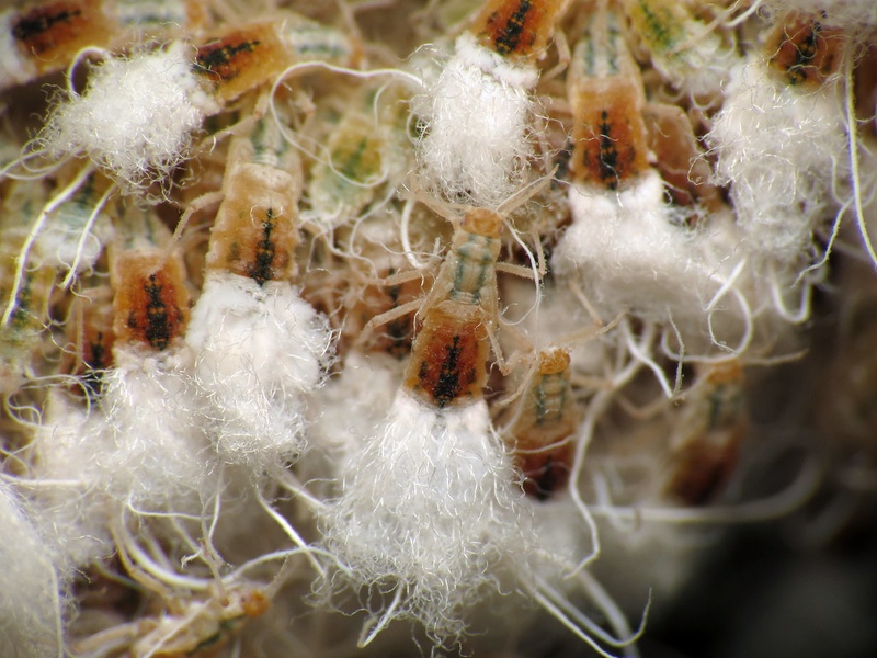 List of Tree Bugs - Flora Fauna Fun