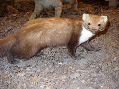 Beech Marten