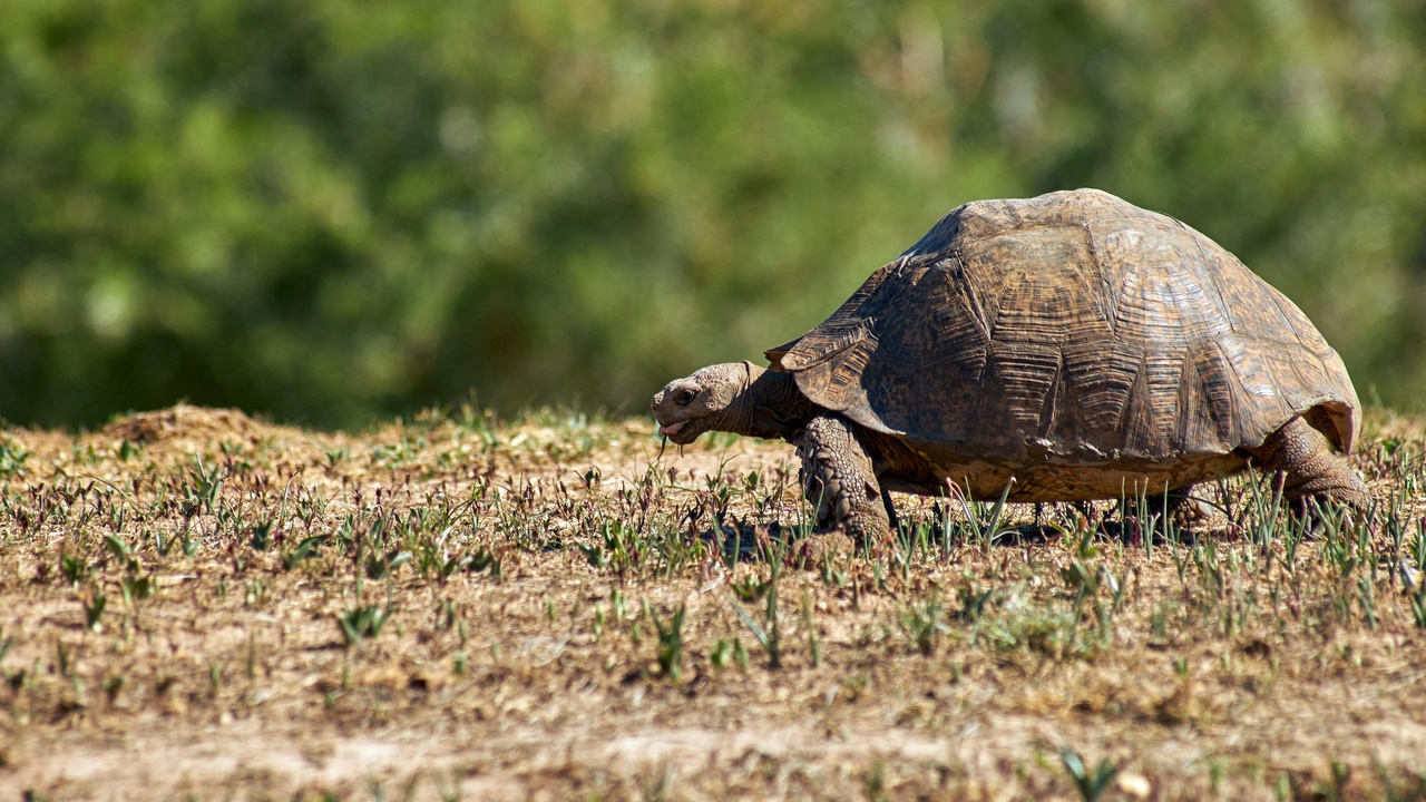 Tortoise grazing in natural habitat showing feeding posture.