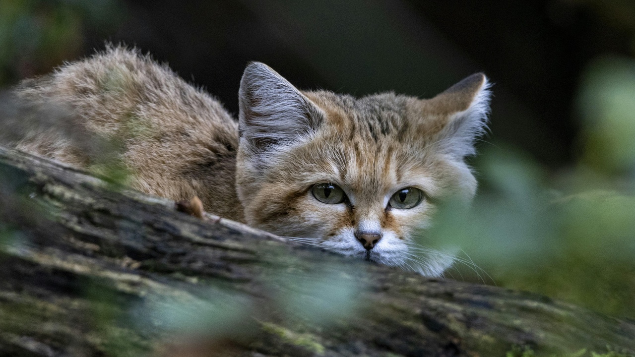 Bobcat stalking a rabbit in brushy habitat.