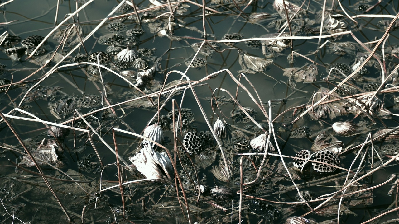 Garter snake eating an earthworm and grass snake near pond edge