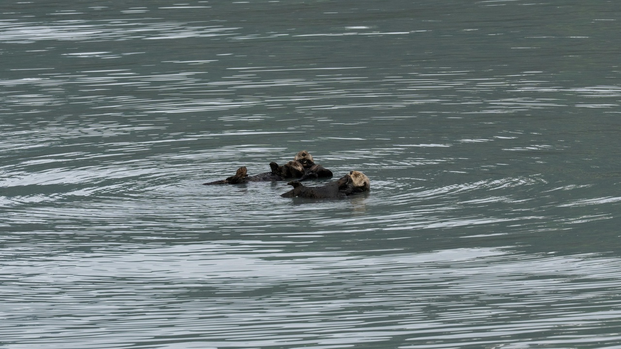 River otters playing on a riverbank