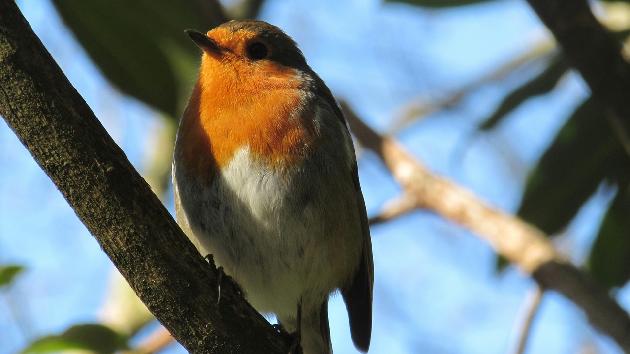 American robin singing from a fence post and hermit thrush perched in leaf litter