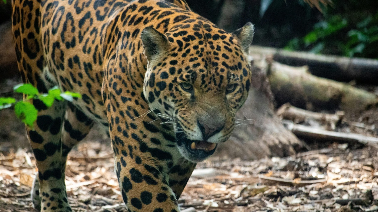 Jaguar emerging from water after hunting and a leopard dragging a kill into a tree