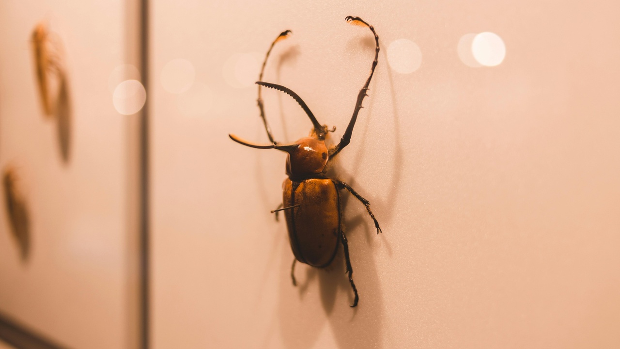 Cockroach in a kitchen, ladybug on a leaf, and damaged trees from beetle outbreak