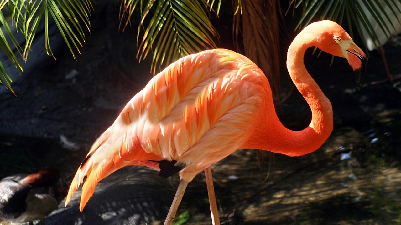 Mixed-species flock foraging in Amazonian rainforest