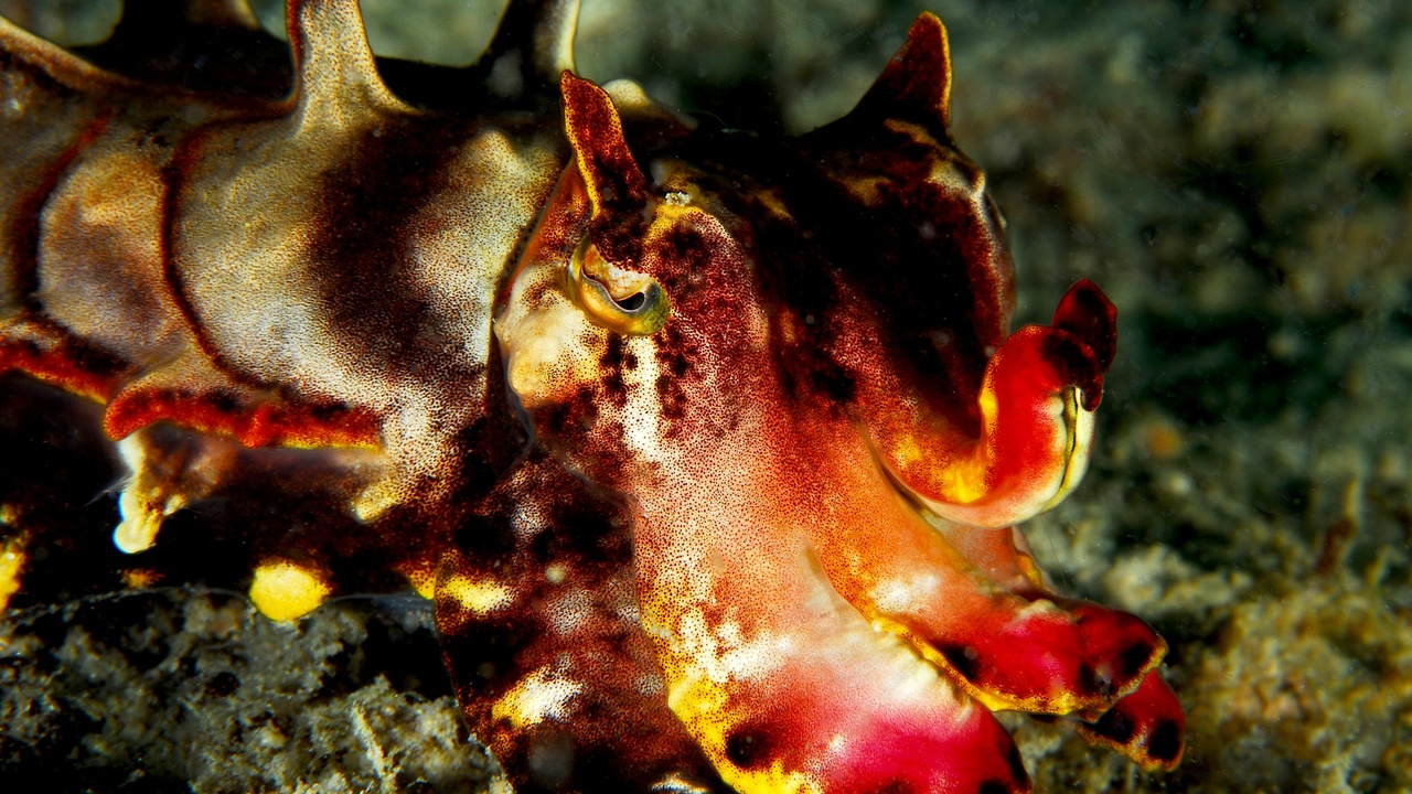 Cuttlefish hunting and displaying intelligent behavior in an aquarium setting