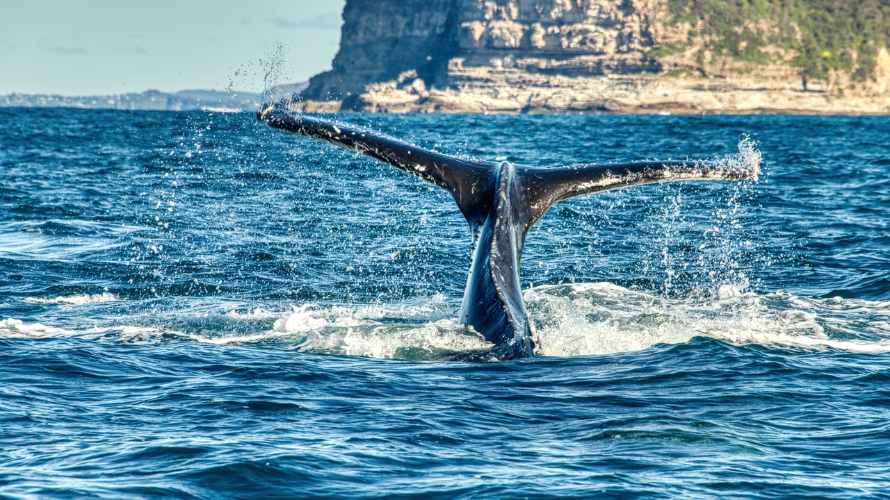 Humpback whales migrating and orca pods hunting together