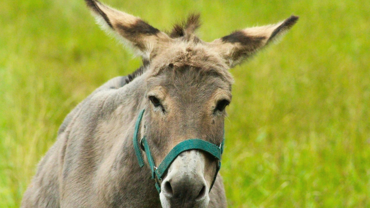 A donkey with alert ears and a mule on a trail showing calm, sure-footed behaviour