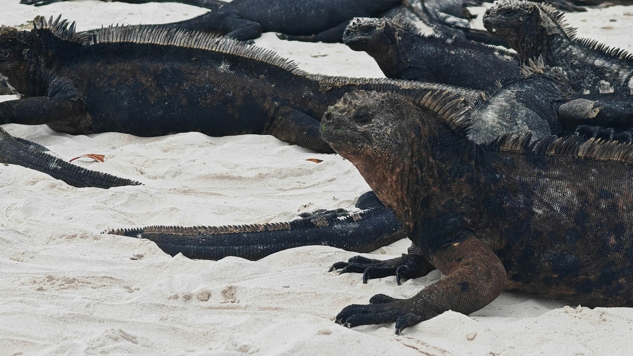 Island behavioral traits: tameness and nesting behaviors