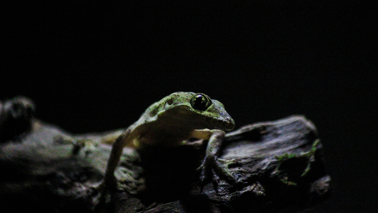 Green tree frog calling on a leaf at night.