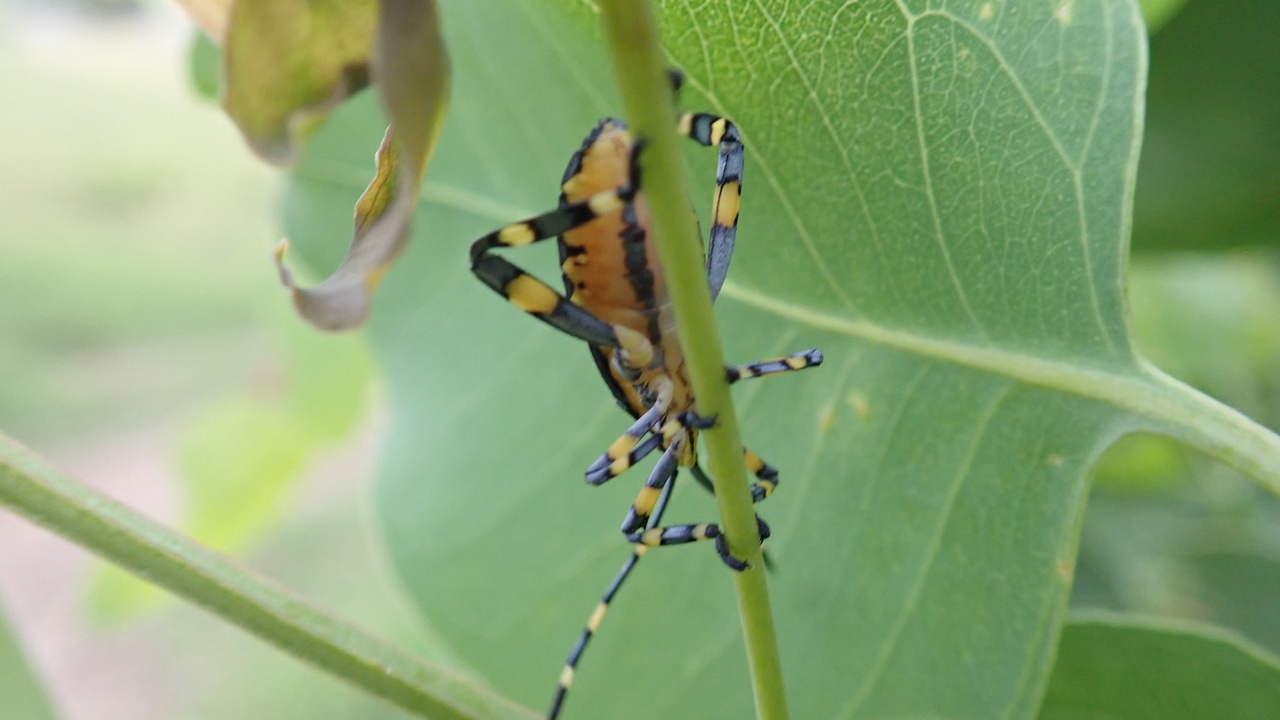 Group of adult stink bugs aggregated on a light-colored wall during autumn