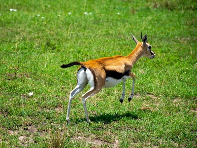 Beira Antelope