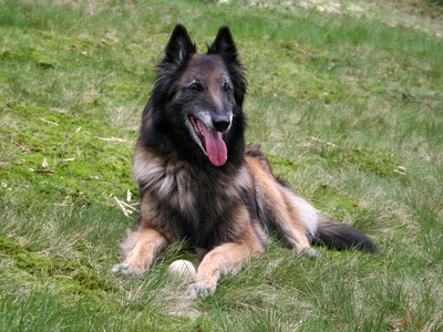 Belgian Tervuren