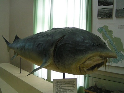 Beluga sturgeon