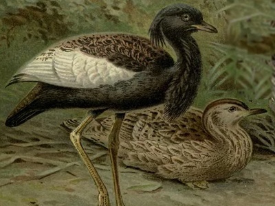 Bengal florican