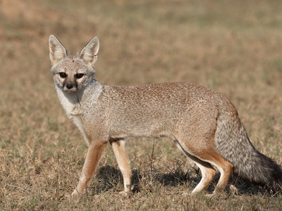 Bengal fox