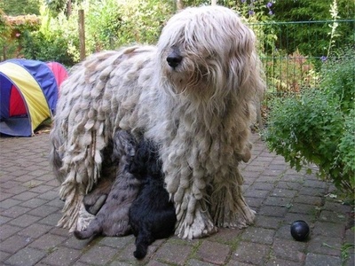 Bergamasco Sheepdog