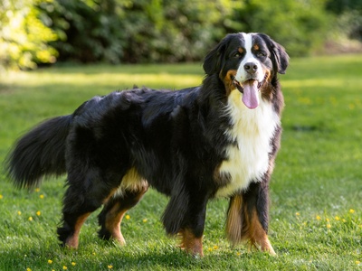 Bernese Mountain Dog