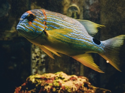 Bicolor Parrotfish