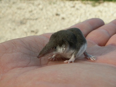 Bicoloured white-toothed shrew