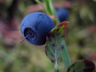 Bilberry / Fraughan