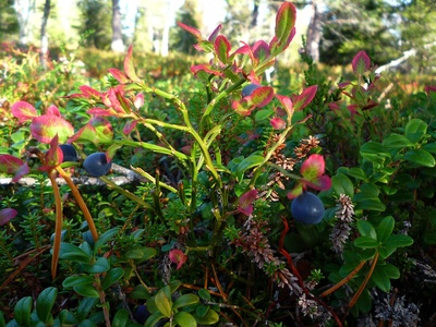 Bilberry (wild)