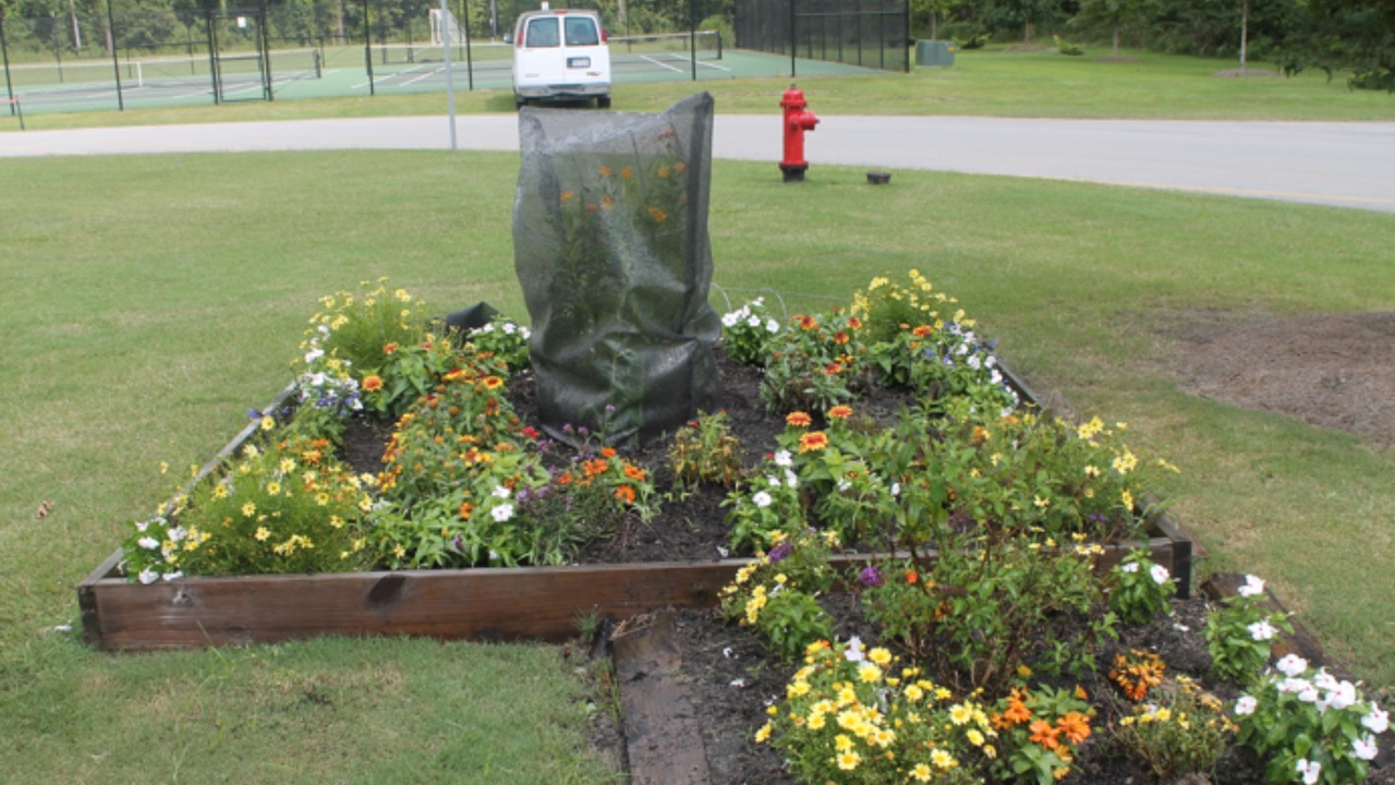 Perennial habitat supporting pollinators and native wildlife