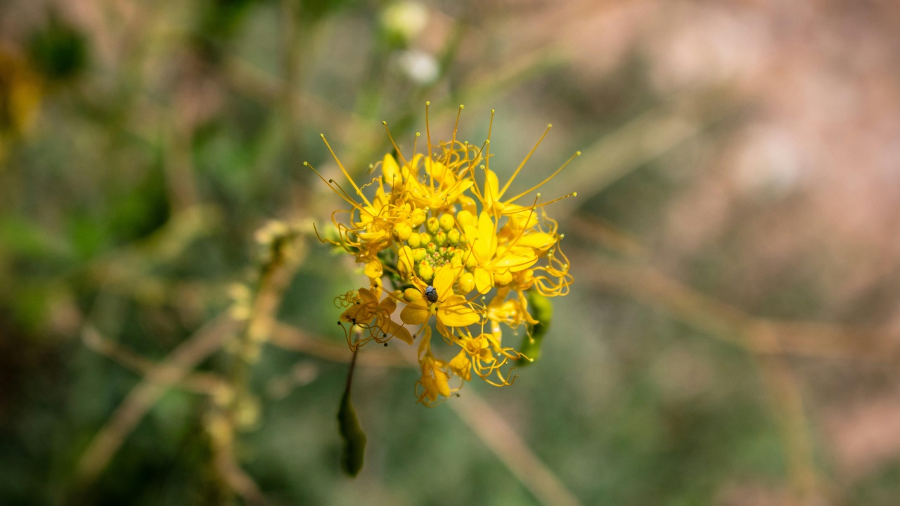 Restored meadow with pollinators and diverse plant species