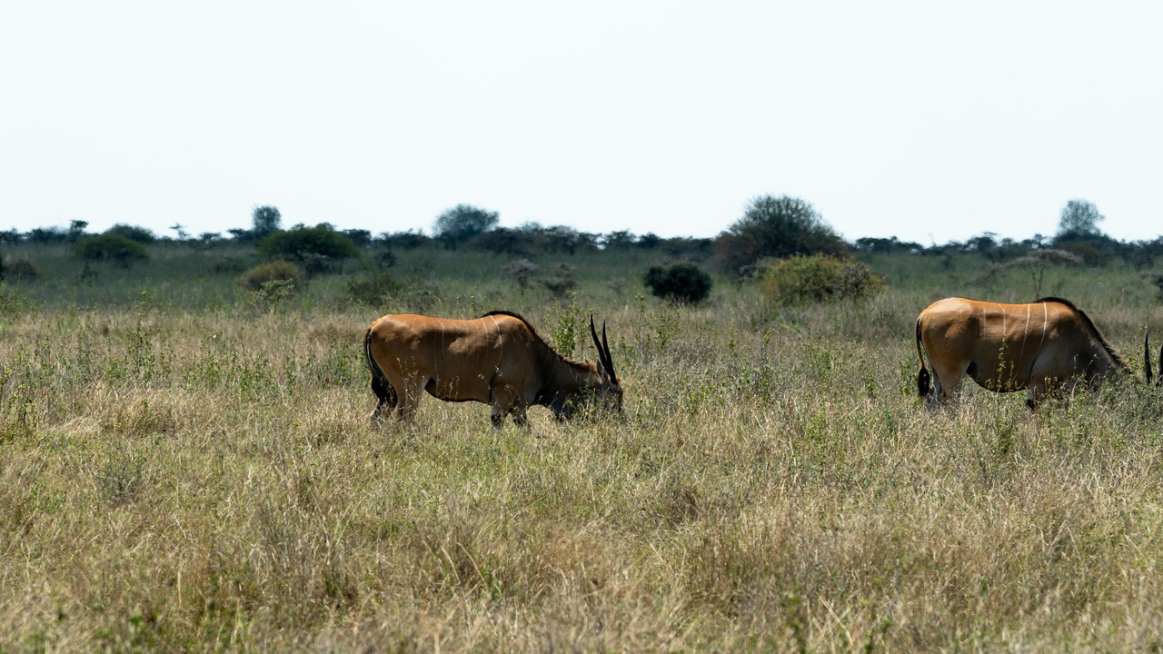 Savanna with migrating wildlife and prairie wildflowers supporting pollinators