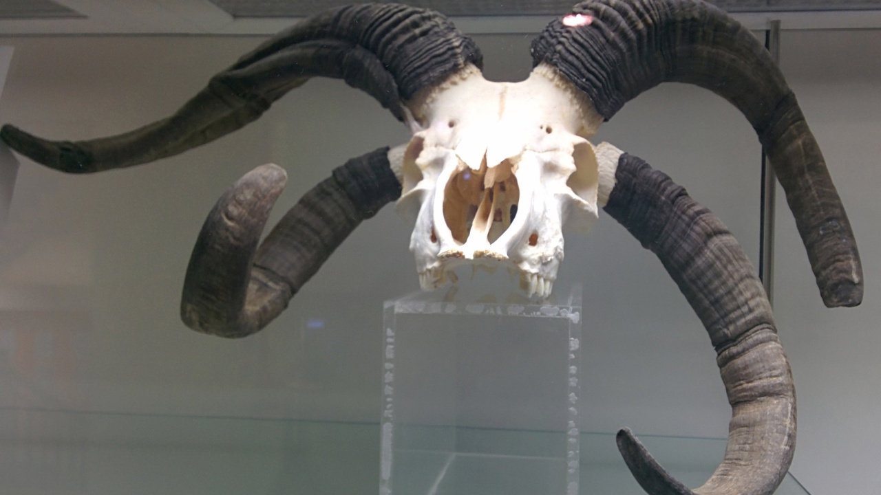 Close-up of sheep wool and fleece structure