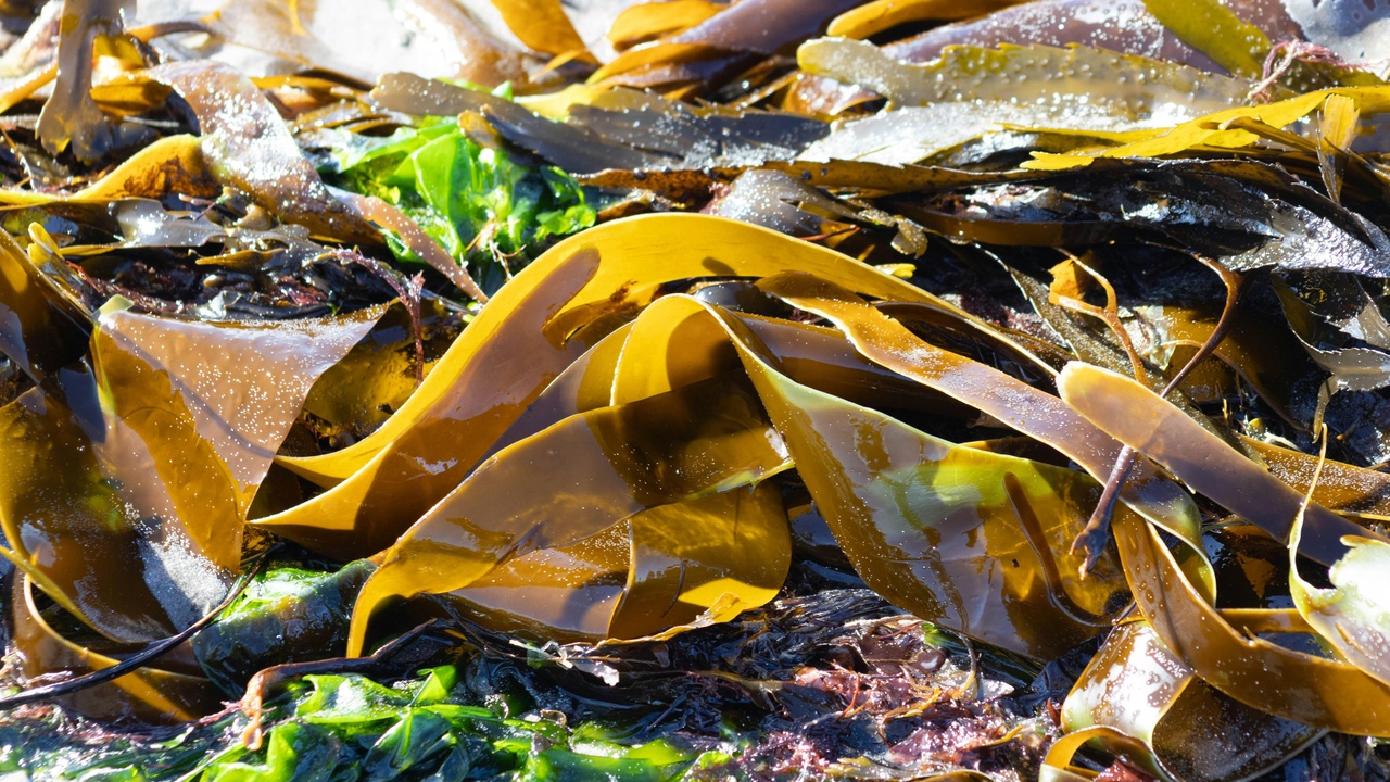 Illustration of red, green, and brown seaweed taxonomy
