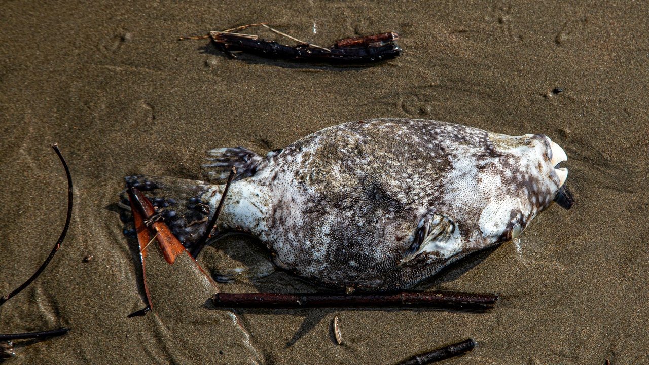Mixed species on a shrinking shoreline illustrating biodiversity loss