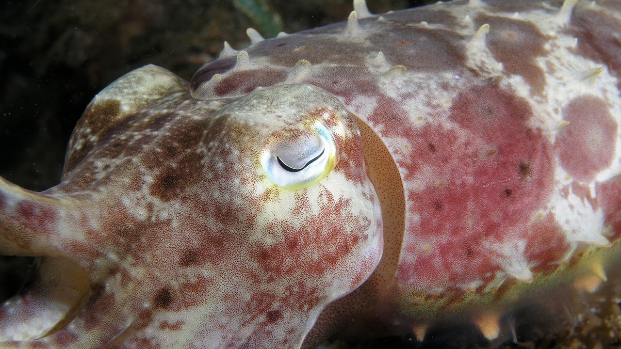 Close-up of cuttlefish anatomy showing eyes, arms, and cuttlebone illustration