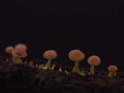 Bioluminescent Mycena