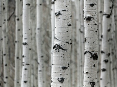 Birch