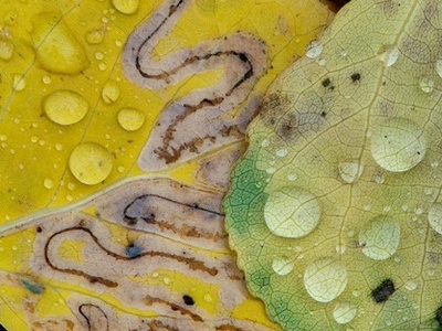 Birch leaf miner