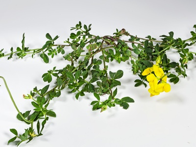 Bird's-foot-trefoil