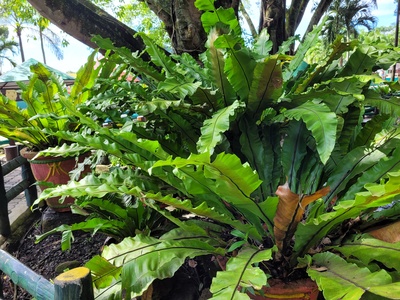 Bird's nest fern