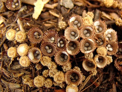 Bird's nest fungus