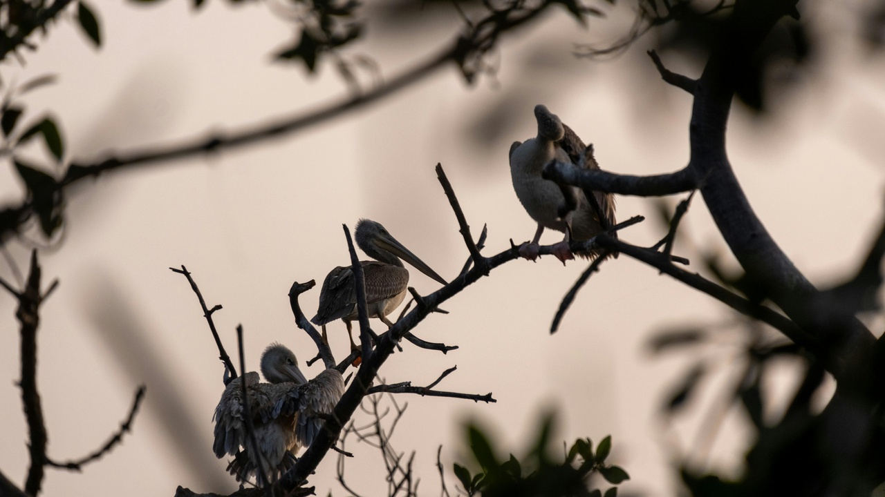African fish eagle perched above a wetland with migratory birds nearby