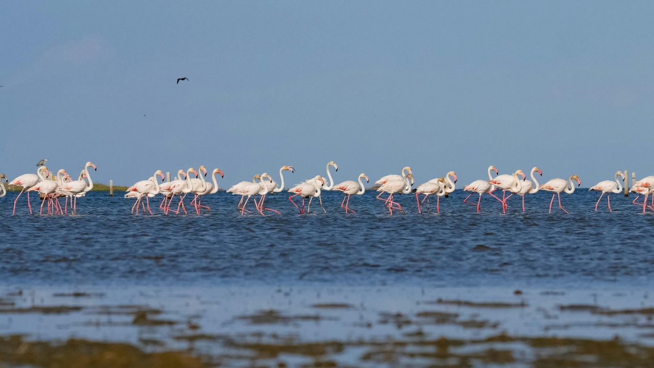 Large flocks of migratory birds over a Spanish wetland