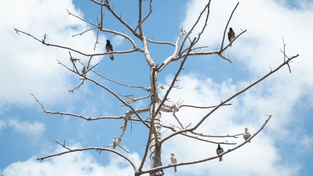 Flock of migratory birds passing over a coastal wetland in Lebanon