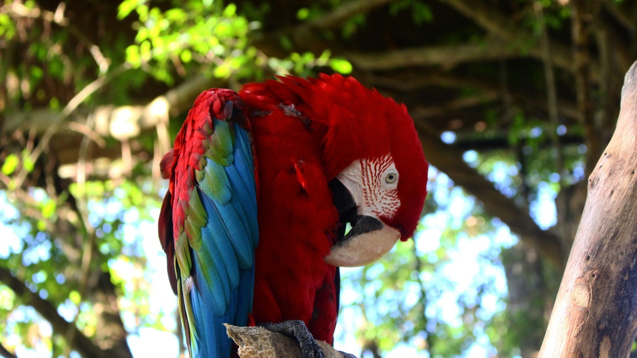 Scarlet macaw and keel-billed toucan perched in Belize forest, with mangrove estuary habitat for crocodiles in background