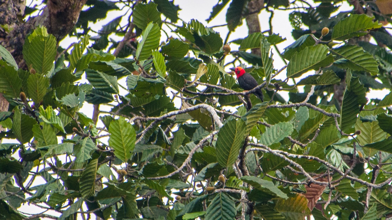A canopy bird and forest floor reptile in Brunei’s lowland rainforest