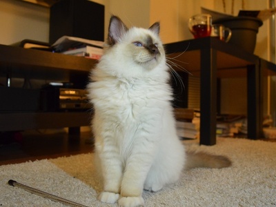 Birman
