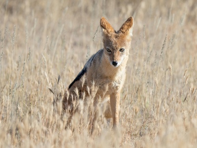 Black-backed jackal