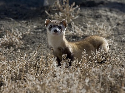 Black-footed ferret