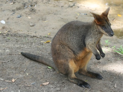 Black-footed rock-wallaby